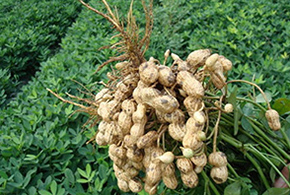 乌骨鸡和五黑鸡的区别?农户养殖那个品种经济效益更高?