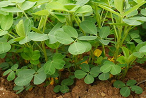 如何养殖五黑鸡?金寨土鸡养殖基地分享这六点