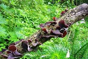 图文教您怎样煲金寨土鸡汤,该放什么料子才好吃呢?【多图】